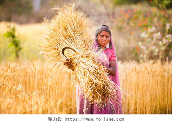 印度女人抱着收获的小麦手里拿着镰刀